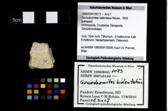 Foto (Objekt + Etikett) von Goniodromites bidentatus (Reuss, 1859)  (NHMW-GEO-1990-0041-0073)